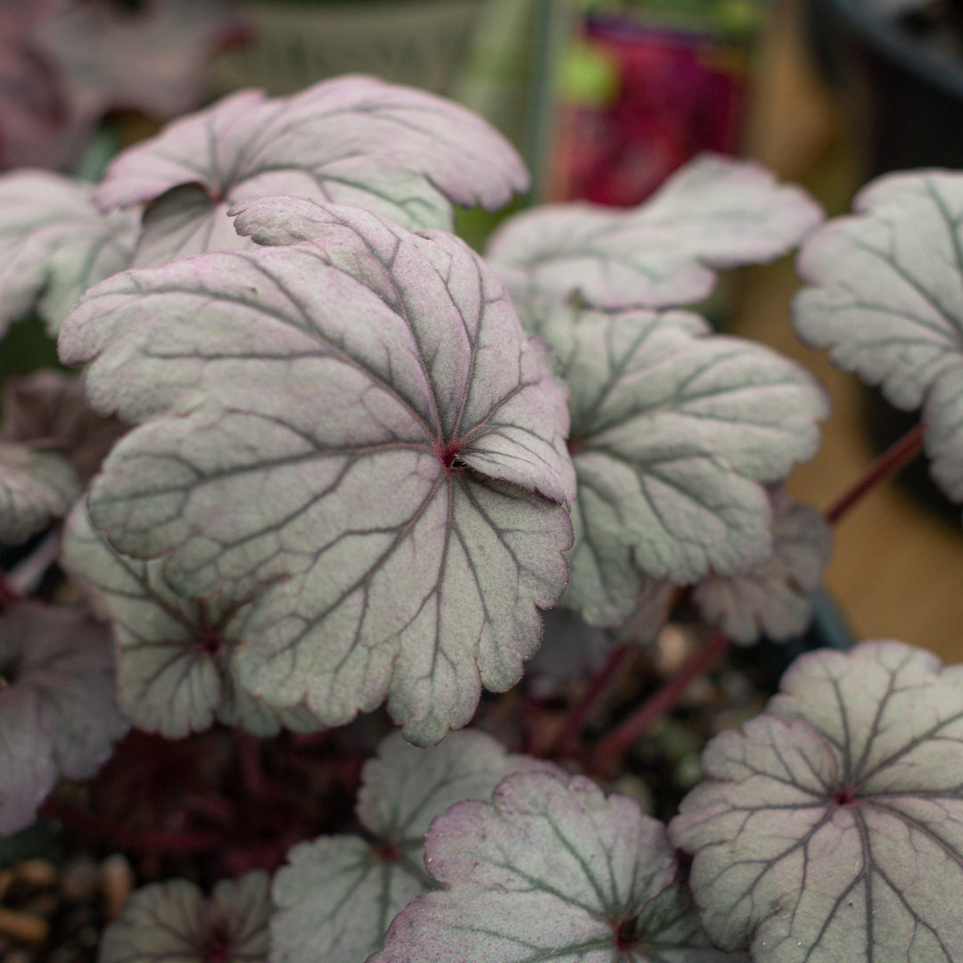 Heuchera x 'Stainless Steel' ~ Stainless Steel Coral Bells - Delivered By ServeScape
