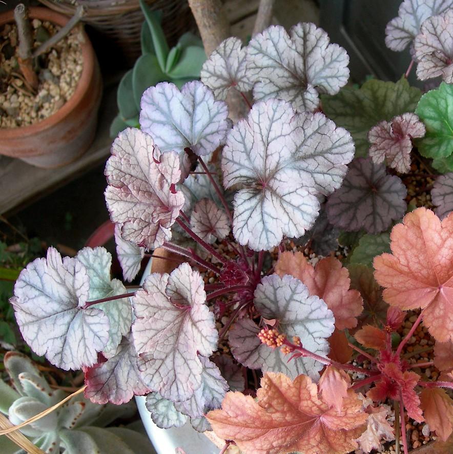 Heuchera × villosa 'Carnival Rose Granita' ~ Carnival Rose Granita Heuchera-ServeScape