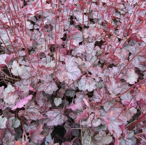 Heuchera × villosa 'Carnival Rose Granita' ~ Carnival Rose Granita Heuchera-ServeScape