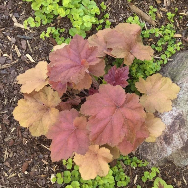 Heuchera 'Southern Comfort' ~ Southern Comfort Coral Bells, Heuchera-ServeScape