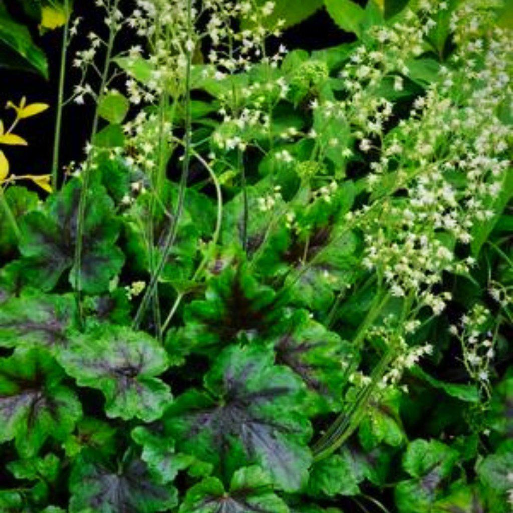 Heucherella 'Cumberland' PP23527 ~ Cumberland Coral Bells, Alumroot - Delivered By ServeScape