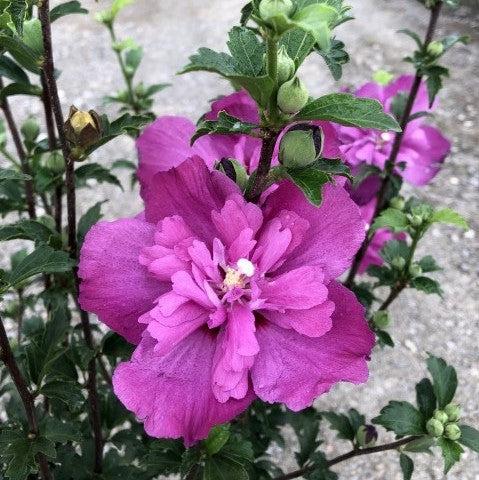 Hibiscus syriacus 'DS03RS' ~ Raspberry Smoothie™ Rose of Sharon-ServeScape