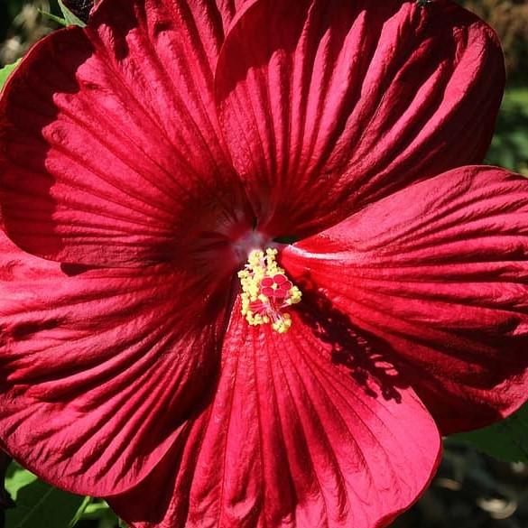 Hibiscus moscheutos 'Cocker' ~ Cristi™ Hibiscus - Delivered By ServeScape