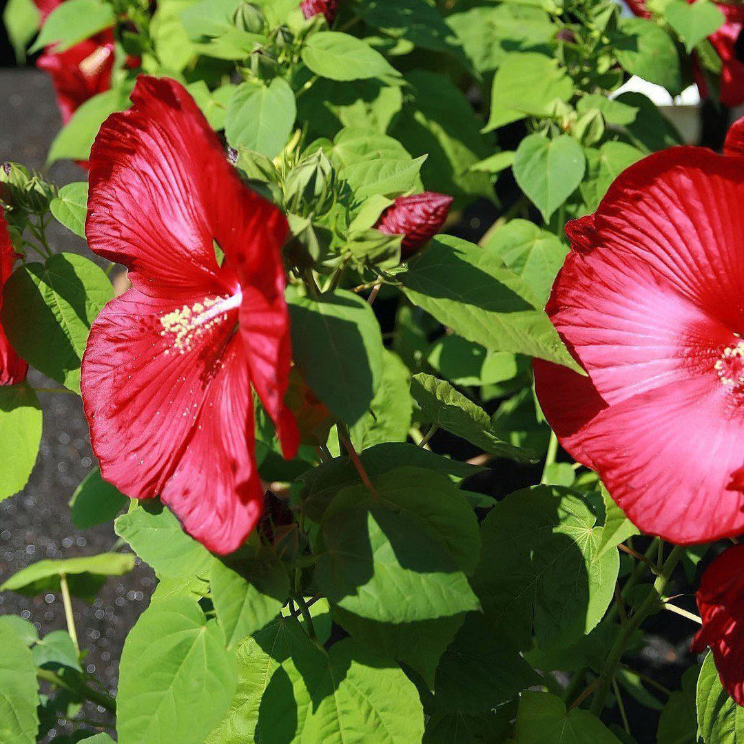 13+ Hibiscus Luna Red Plant