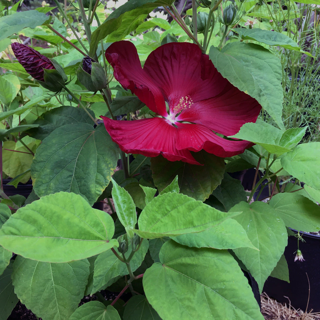 Hibiscus moscheutos 'Luna Red' ~ Luna™ Red Hibiscus - Delivered By ServeScape