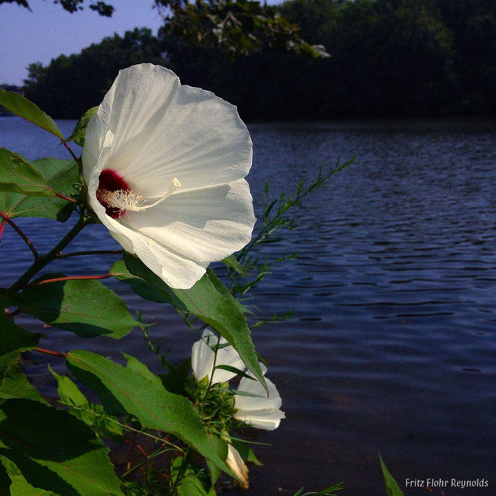 Hibiscus moscheutos 'Luna White' ~ Luna™  White Hibiscus - Delivered By ServeScape