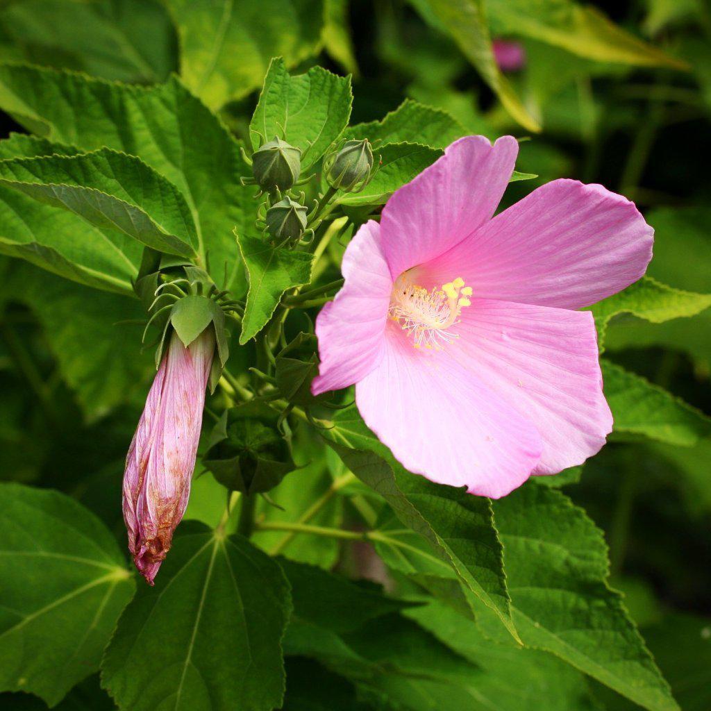 Hibiscus moscheutos ssp. palustris  ~ Swamp Rosemallow - Delivered By ServeScape