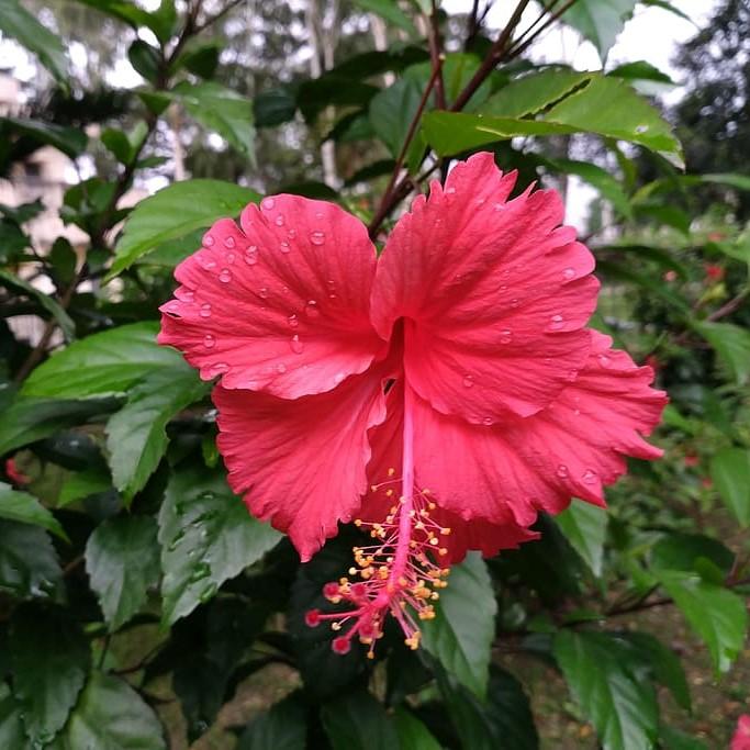 Hibiscus rosa-sinensis ~ Hibiscus Standard, Chinese Hibiscus-ServeScape