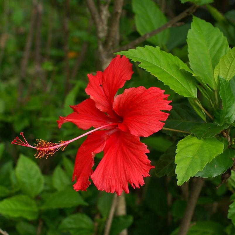 Hibiscus rosa-sinensis ~ Hibiscus Standard, Chinese Hibiscus-ServeScape