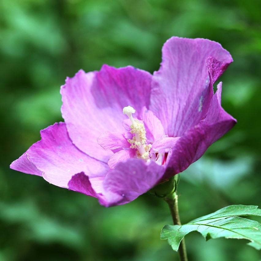 Hibiscus syriacus 'Alfina Purple' ~ Alfina Purple Rose of Sharon-ServeScape