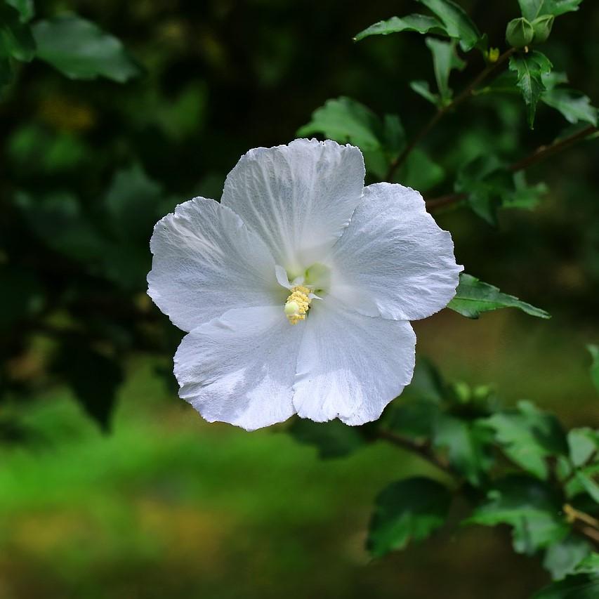 Hibiscus syriacus 'Alfina White' ~ Alfina White Rose of Sharon-ServeScape