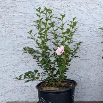 Hibiscus syriacus 'DS02SS' ~ Strawberry Smoothie™ Rose of Sharon-ServeScape