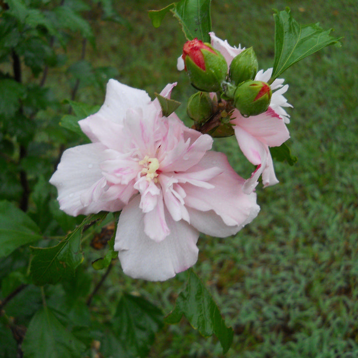 Hibiscus syriacus 'DS02SS' ~ Strawberry Smoothie™ Rose of Sharon-ServeScape
