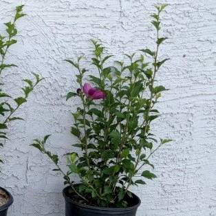 Hibiscus syriacus 'DS03RS' ~ Raspberry Smoothie™ Rose of Sharon-ServeScape