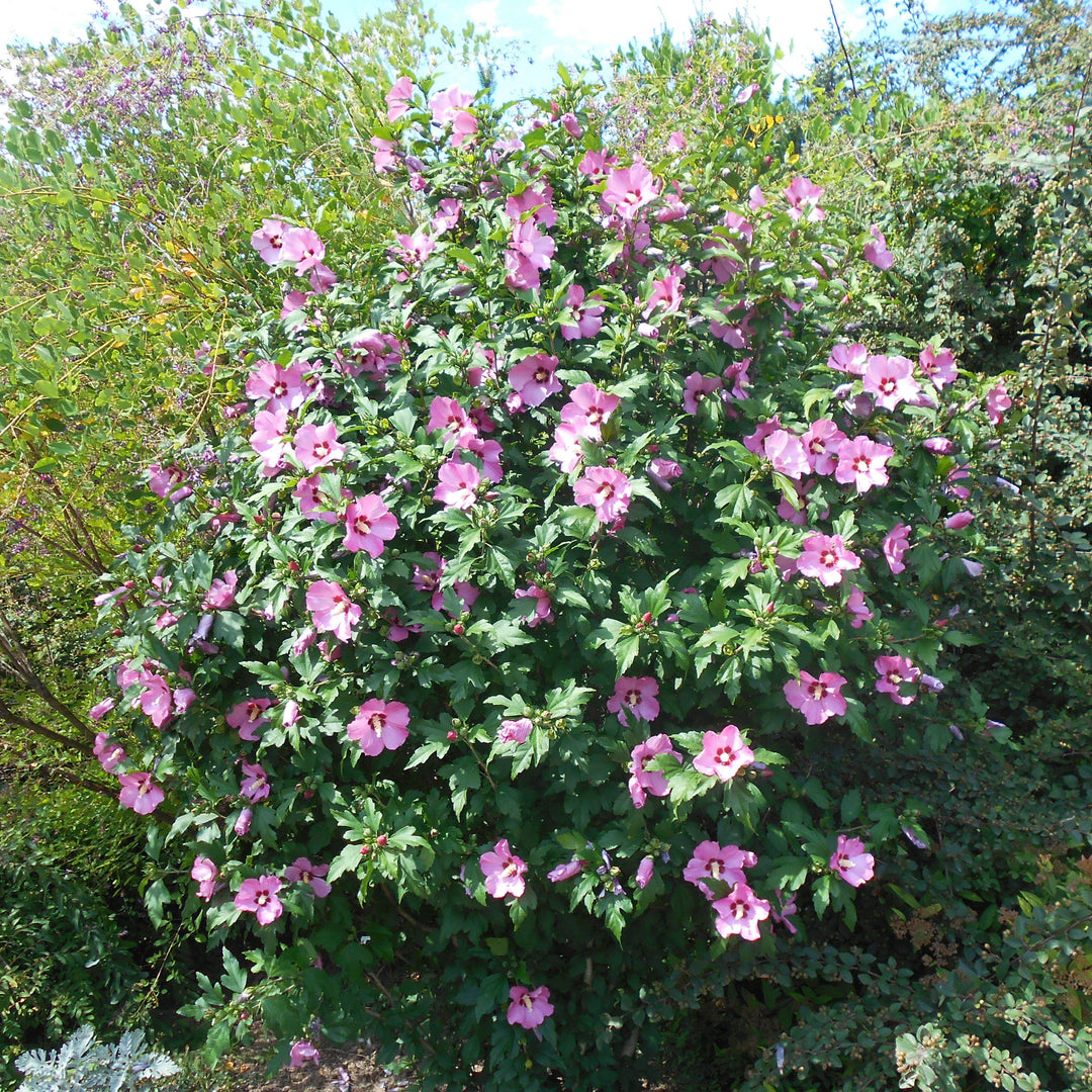Hibiscus syriacus 'Minsypin3' PP #31,304 ~ Chateau™ d'Amboise Rose of Sharon-ServeScape