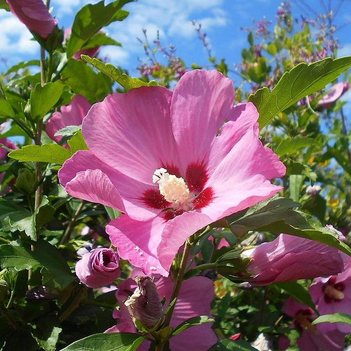 Hibiscus syriacus 'Minsypin3' PP #31,304 ~ Chateau™ d'Amboise Rose of Sharon-ServeScape