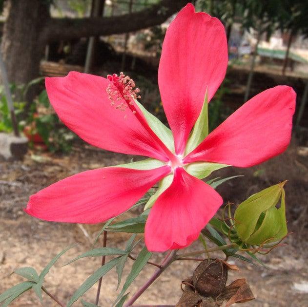 Hibiscus coccineus ~ Swamp Hibiscus, Scarlet Rosemallow-ServeScape