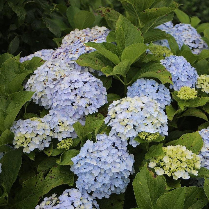 Hydrangea macrophylla 'Dooley ~ Dooley Hydrangea-ServeScape