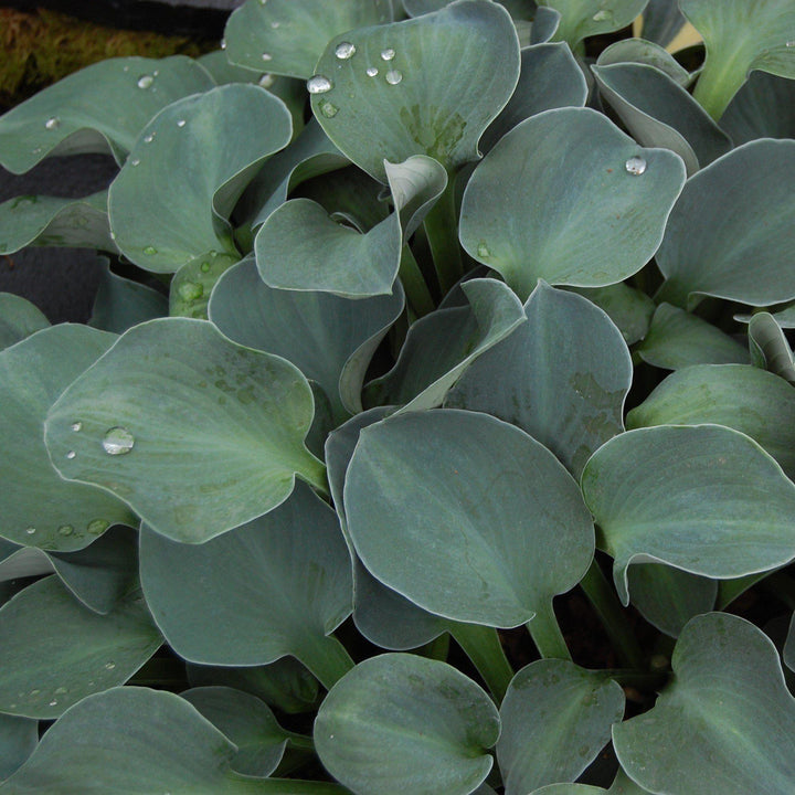 Hosta x 'Blue Mouse Ears' ~ Blue Mouse Ears Hosta - Delivered By ServeScape