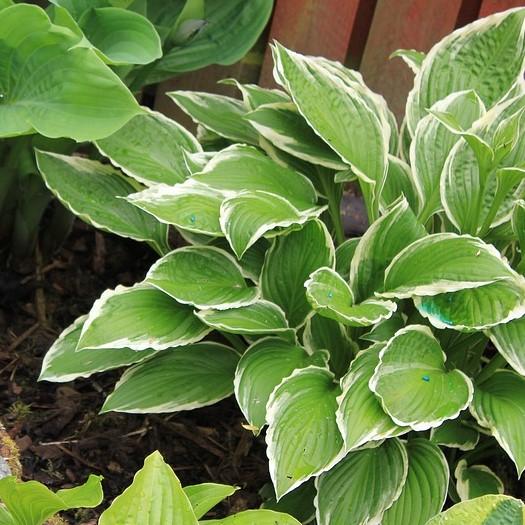 Hosta 'Diana Remembered' ~ Diana Remembered Hosta-ServeScape