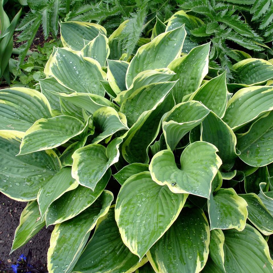 Hosta 'Diana Remembered' ~ Diana Remembered Hosta-ServeScape