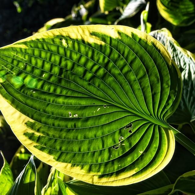 Hosta 'Diana Remembered' ~ Diana Remembered Hosta-ServeScape