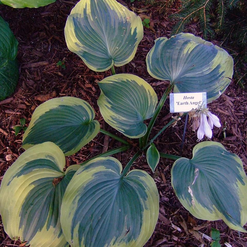 Hosta 'Earth Angel ~ Earth Angel Hosta - Delivered By ServeScape