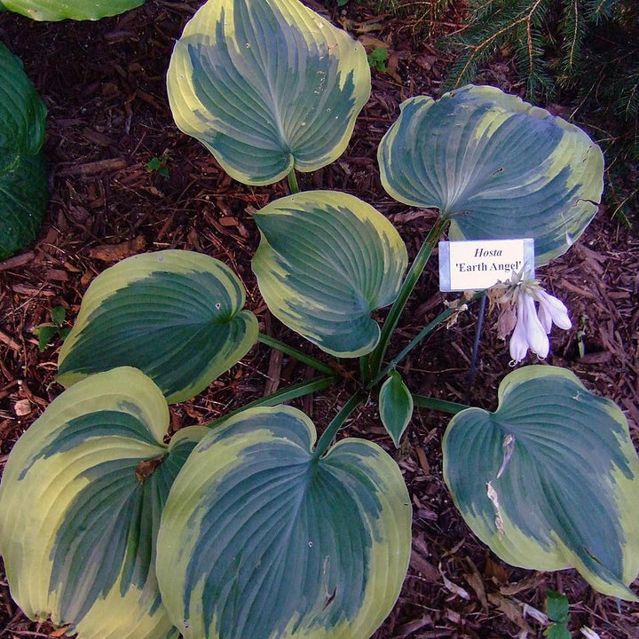Hosta 'Earth Angel ~ Earth Angel Hosta - Delivered By ServeScape