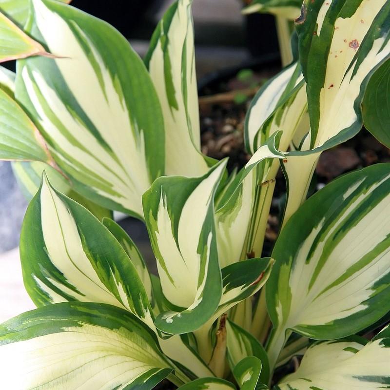 Hosta x 'Fire and Ice' - Delivered By ServeScape
