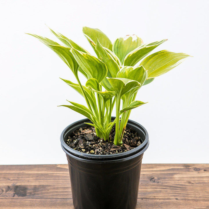 Hosta  'Forest Fire'  ~ Forest Fire Hosta - Delivered By ServeScape