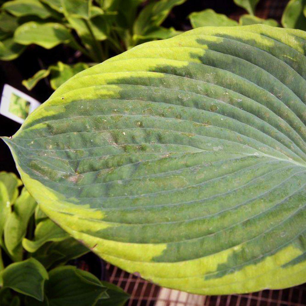 Hosta 'Frances Williams' ~ Frances Williams Hosta - Delivered By ServeScape