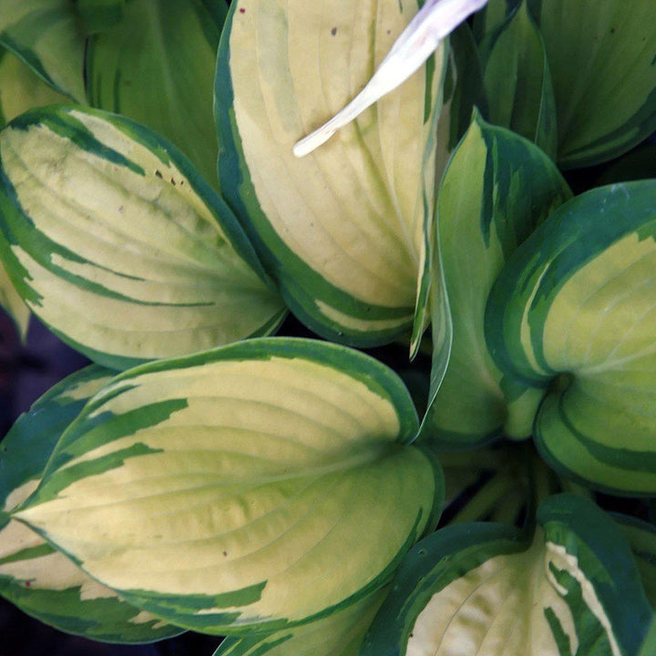 Hosta s. 'Great Expectations' - Delivered By ServeScape