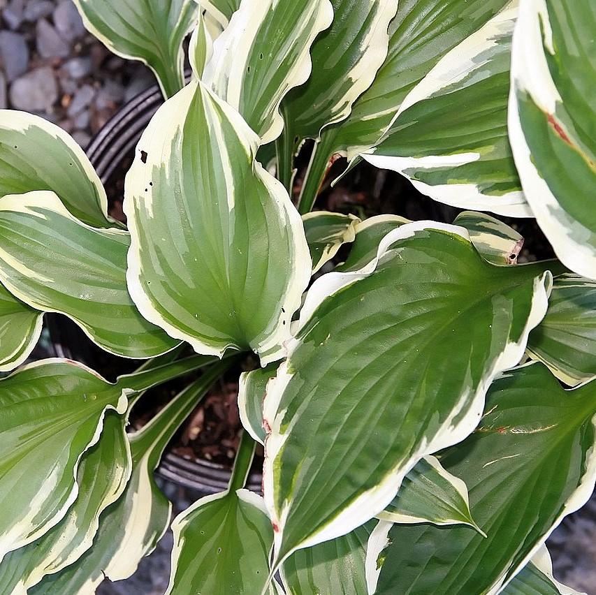 Hosta 'Minuteman' ~ Minute Man Hosta-ServeScape