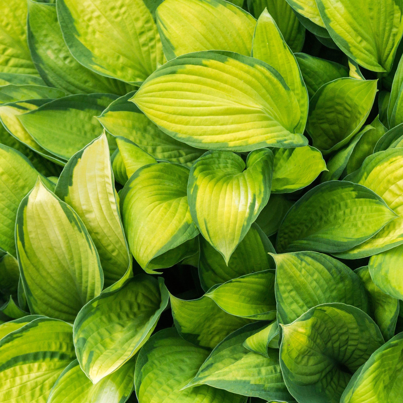 Hosta 'Stained Glass' ~ Stained Glass Hosta - Delivered By ServeScape