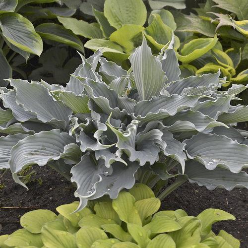 Hosta 'Waterslide' PP30303 ~ Shadowland® 'Waterslide' Hosta-ServeScape