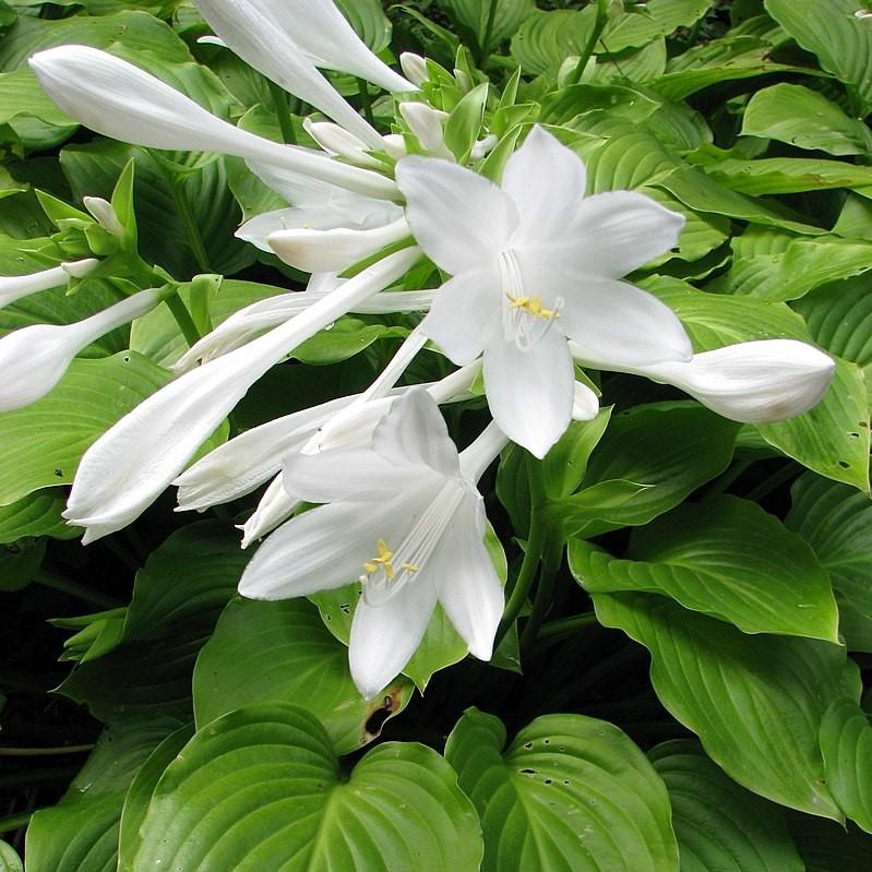 Hosta plantaginea ~ Hosta plantaginea, Plantain Lily-ServeScape