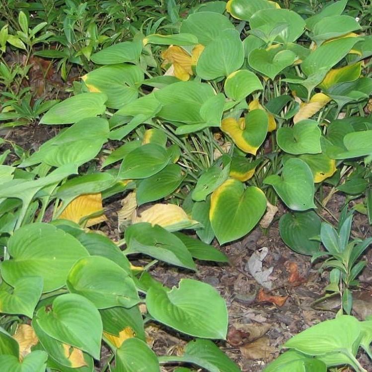 Hosta x 'Blue Cadet' - Delivered By ServeScape