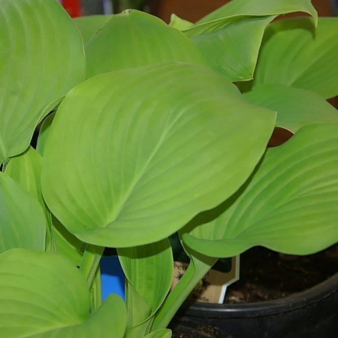 Hosta x 'Fried Green Tomatoes' - Delivered By ServeScape