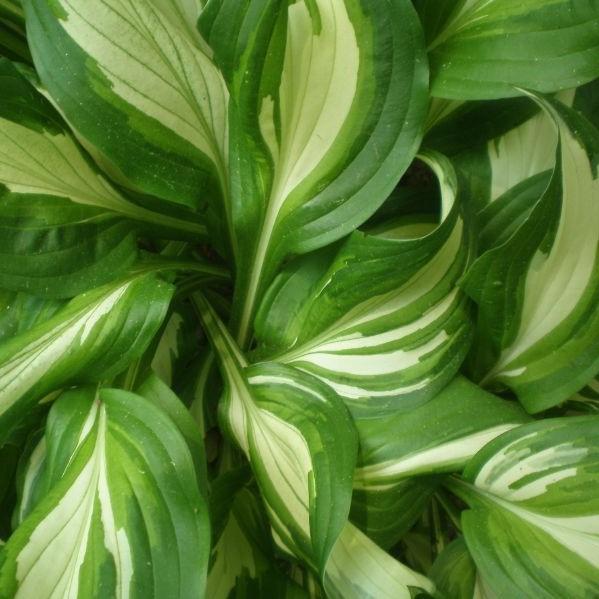 Hosta x 'Rainbow's End' ~ Rainbow's End Hosta - Delivered By ServeScape