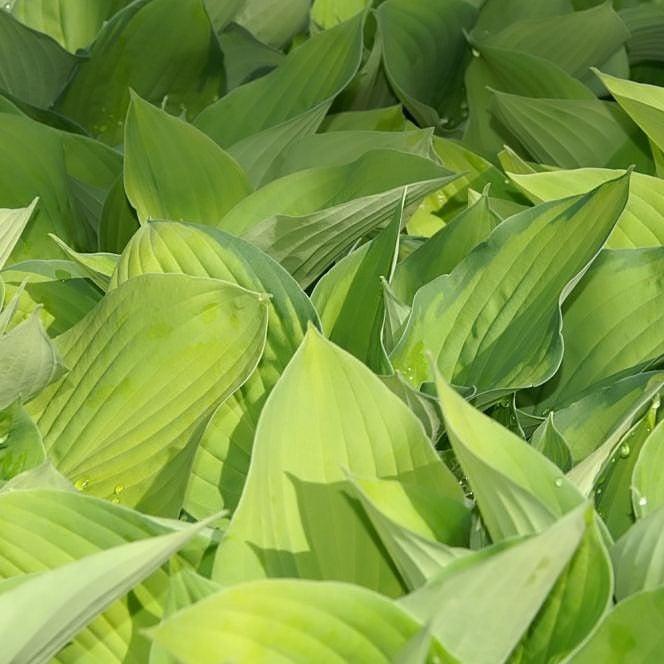 Hosta 'August Moon' ~ August Moon Hosta-ServeScape