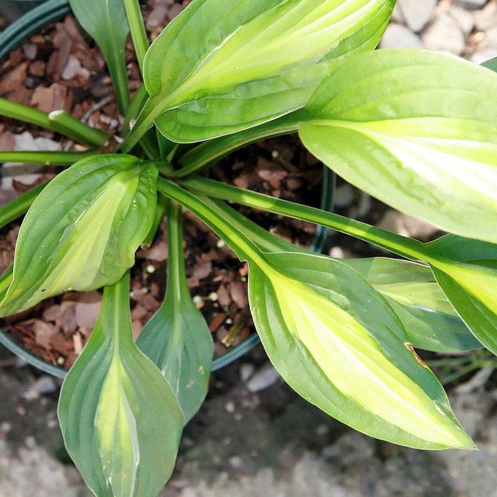 Hosta x 'Striptease' ~ Striptease Hosta-ServeScape