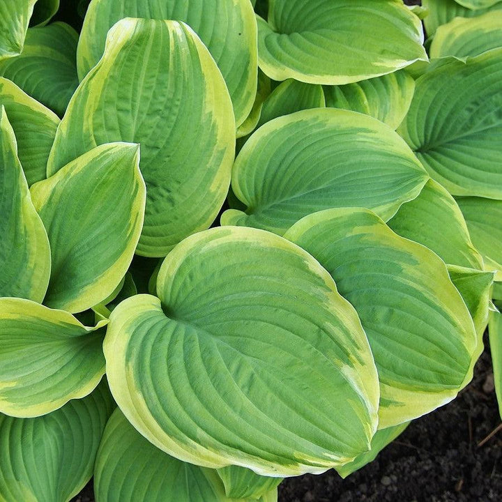 Hosta 'Fragrant Bouquet' ~ Fragrant Bouquet Hosta-ServeScape