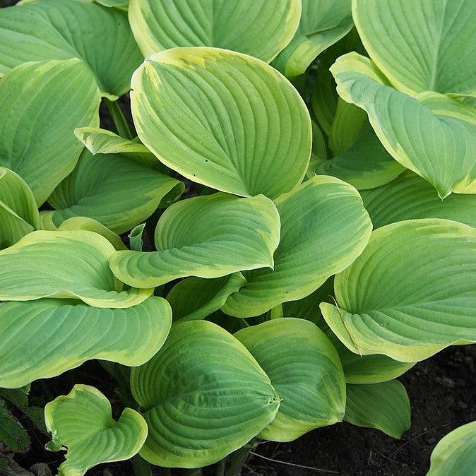 Hosta 'Fragrant Bouquet' ~ Fragrant Bouquet Hosta-ServeScape