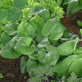 Hosta x 'Fried Green Tomatoes' ~ Fried Green Tomatoes Hosta-ServeScape