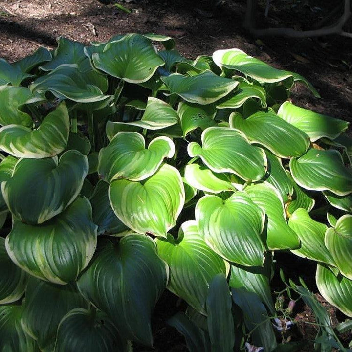 Hosta 'Fragrant Bouquet' ~ Fragrant Bouquet Hosta-ServeScape