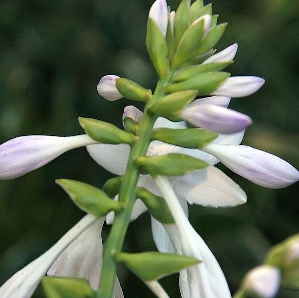 Hosta 'Fragrant Bouquet' ~ Fragrant Bouquet Hosta-ServeScape