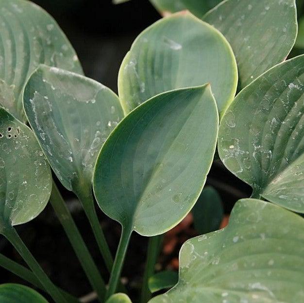 Hosta x 'Blue Cadet' ~ Blue Cadet Hosta-ServeScape