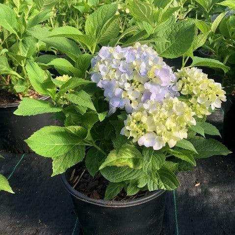 Hydrangea macrophylla 'Penny Mac' ~ Penny Mac Hydrangea-ServeScape