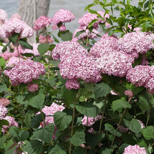 Hydrangea arborescens 'NCHA4'  ~ Incrediball® Blush Smooth Hydrangea - Delivered By ServeScape