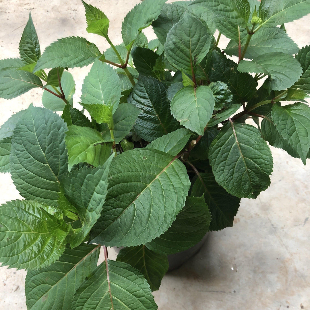 Hydrangea macrophylla 'After Midnight' ~ After Midnight Hydrangea - Delivered By ServeScape